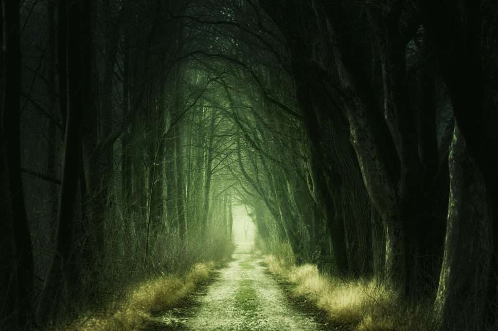 a forest setting for a story